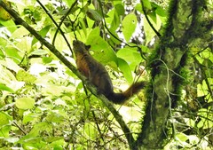 Sciurus pucheranii