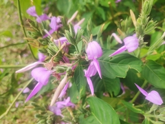 Justiciinae