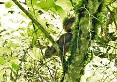 Sciurus pucheranii