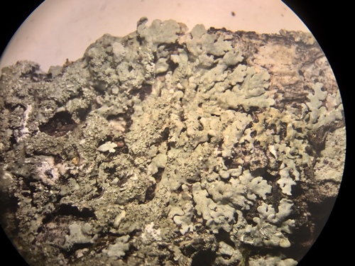 Heterodermia granulifera image