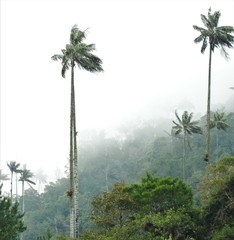 Ceroxylon quindiuense