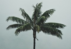 Ceroxylon quindiuense