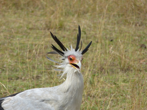 Secretarybird (Sagittarius serpentarius)