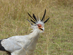 Secretarybird photo 4