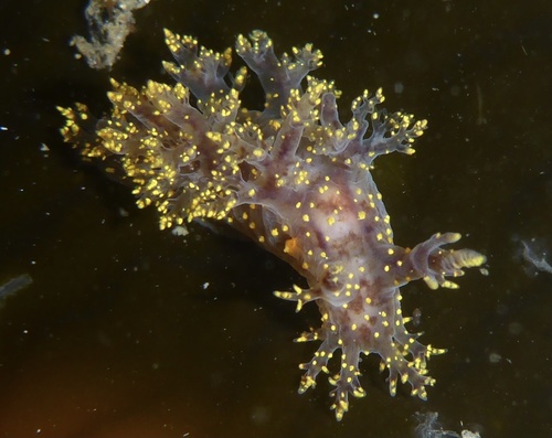 Branched Dendronotid