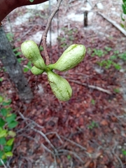 Xylopia bemarivensis