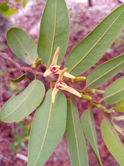Xylopia bemarivensis