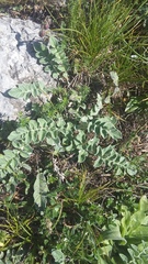 Psephellus declinatus