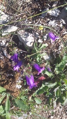 Campanula sibirica taurica