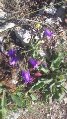 Campanula sibirica taurica