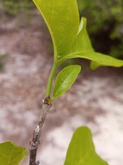 Pyrostria richardiae image
