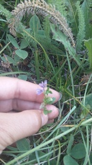 Polygala supina supina