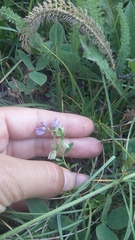 Polygala supina supina