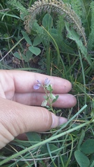 Polygala supina supina
