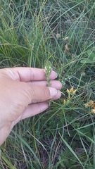 Euphrasia pectinata