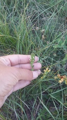 Euphrasia pectinata