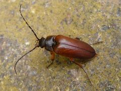 Cebrio brevicornis
