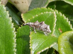Agathinus tridens