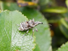Agathinus tridens