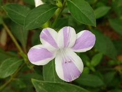 Barleria cristata