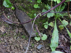 Diploderma swinhonis