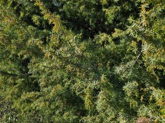Juniperus oxycedrus badia