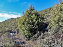 Juniperus oxycedrus badia