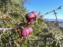 Juniperus oxycedrus badia