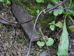 Diploderma swinhonis