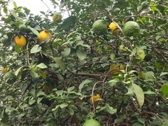 Citrus medica