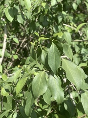 Pristimera longipetiolata