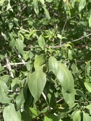 Pristimera longipetiolata