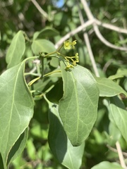 Pristimera longipetiolata