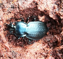 Carabus vinctus