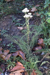 Achillea pannonica