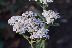 Achillea pannonica