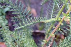 Achillea pannonica