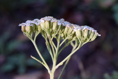 Achillea pannonica