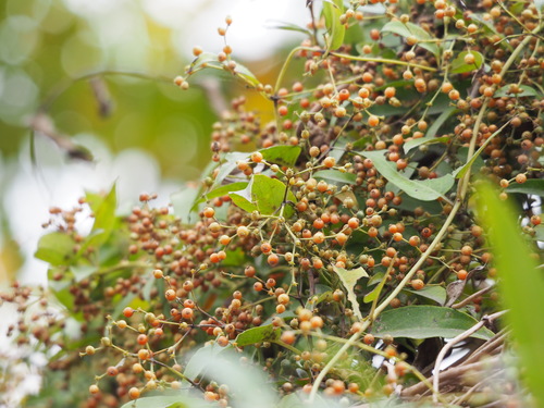 Paederia foetida