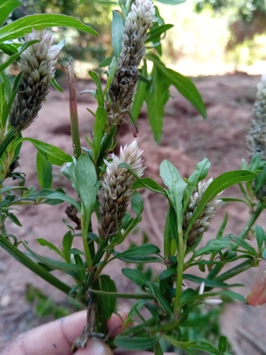 Celosia argentea image