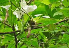 Sphenopsis frontalis