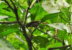 Sphenopsis frontalis