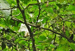 Sphenopsis frontalis