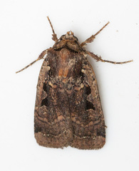 Parabagrotis formalis
