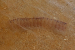 Pegea confoederata