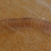 photo of (Pegea confoederata)