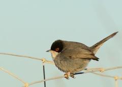 Curruca melanocephala