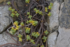 Pimelea prostrata seismica