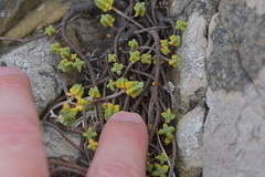 Pimelea prostrata seismica