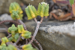 Pimelea prostrata seismica